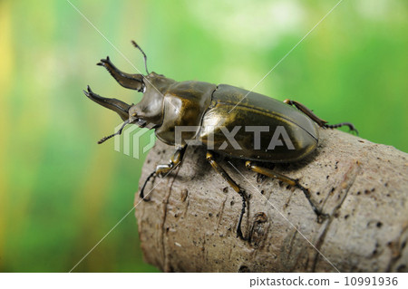 黃芩雄鹿甲蟲 10991936