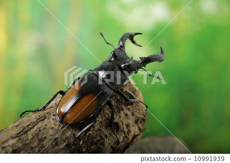 Seahakatamata雄鹿甲蟲 10991939