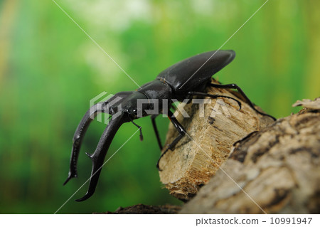 Mandiblariz Futamata雄鹿甲蟲 10991947