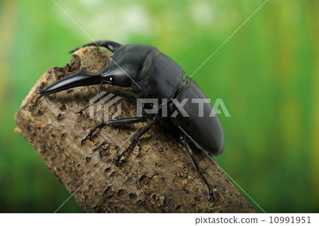 Palawan giant stag beetle Palawan giant stag beetle 10991951