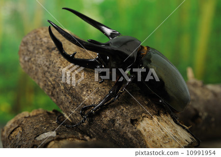 高加索猴子 高加索猴子 10991954