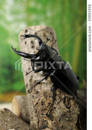 Arkes glutinacea 10991956