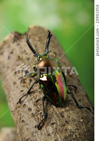 Nujiro stag beetle 10991958