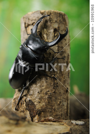 Schenling ring owlagata 10991968