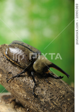 Grant Shiloh Key 10991969