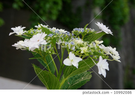Hydrangea Hara Springs 10992086