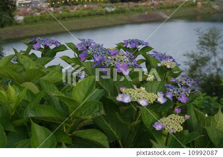 Hydrangea Hara Springs 10992087