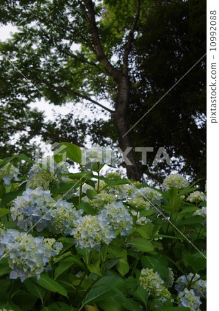 Hydrangea Hara Springs 10992088