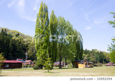 View of poplar in Kitahiroshima Town View of poplar in Kitahiroshima Town 10992094