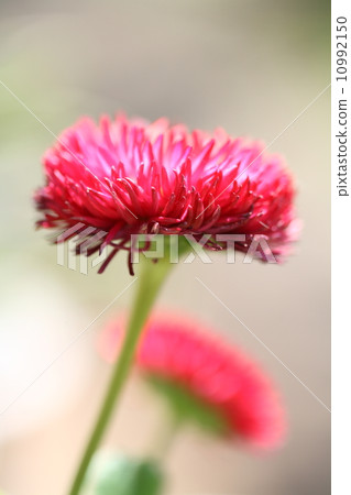 Yagurumagiku 10992150