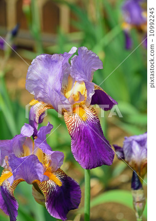 German iris of old Furukawa garden · Western style garden German iris of old Furukawa garden · Western style garden 10992245