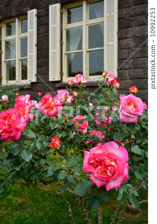 Former Furukawa Garden · Roses and Western-style buildings 10992253