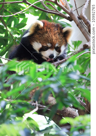 Very adorable red panda Very adorable red panda 10992765