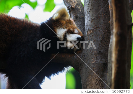 Very adorable red panda Very adorable red panda 10992773