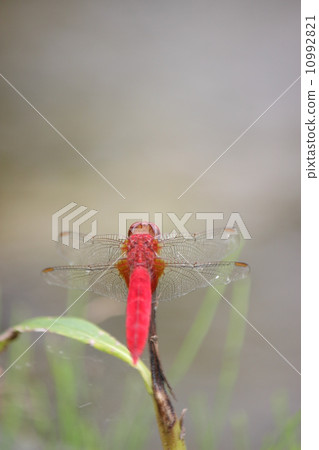 Shoujo dragonfly Shoujo dragonfly 10992821