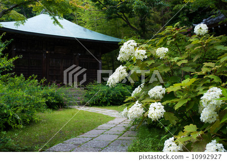 Kyo Komyoji寺Kashiwaba繡球花和Fudo 10992927