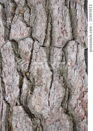 苧麻Tanaka Honke的房子 苧麻Tanaka Honke的房子 10993053