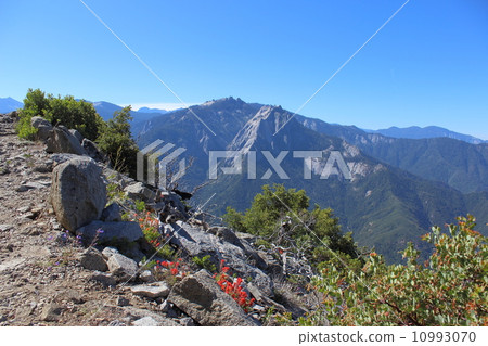 Spring Sequoia National Park 10993070
