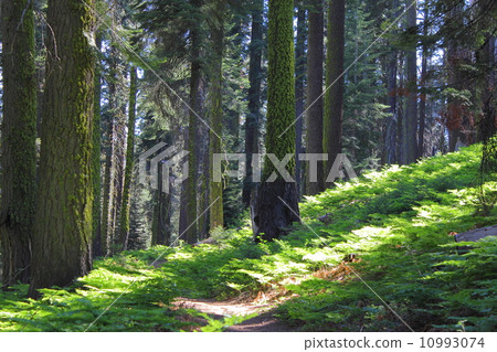 春天紅杉國家公園 10993074