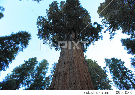 Spring Sequoia National Park Spring Sequoia National Park 10993088