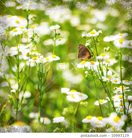 butterfly on a camomile 10993129