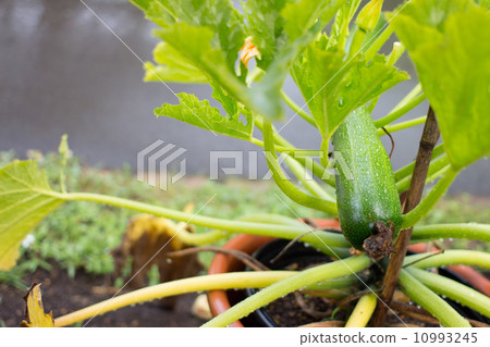 盆栽西葫蘆 盆栽西葫蘆 10993245