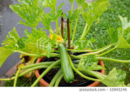 盆栽西葫蘆 10993246