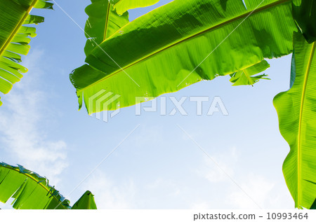 Banana lead on blue sky background 10993464
