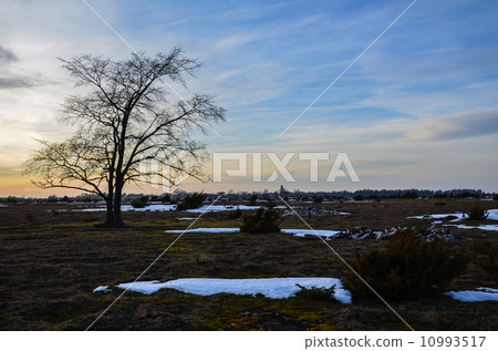 Lone tree Lone tree 10993517