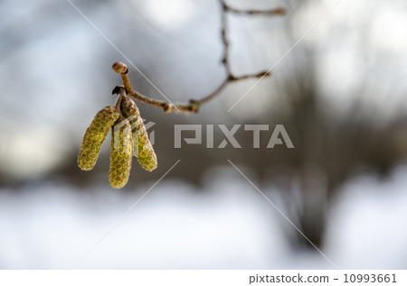 Hazel catkins 10993661