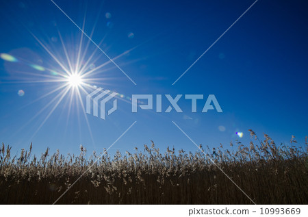 Sunbeams over the reeds 10993669