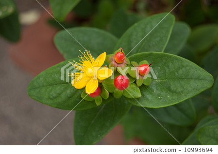 金絲桃 金絲桃 10993694