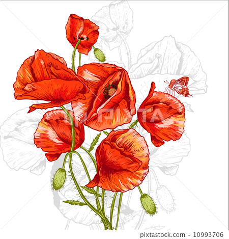 Bunch of Beautiful Red Poppy vector illustration Bunch of Beautiful Red Poppy vector illustration 10993706