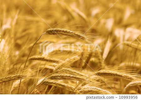 Wheat field 10993956