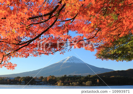 Mt. Fuji in autumn 10993971