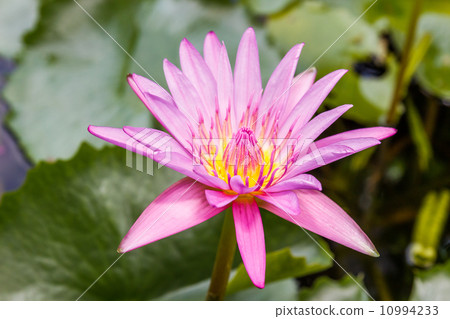 Lotus Lotus 10994233