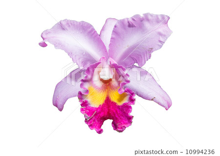 Orchid 10994236