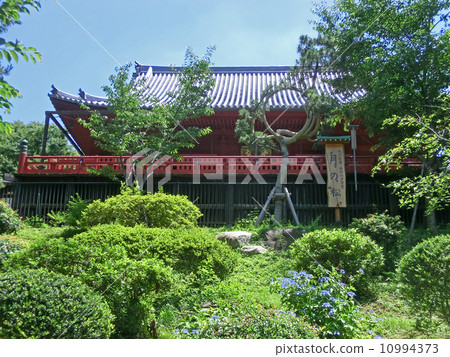 寬永寺清水觀音堂的月松（東京都台東區上野公園） 10994373