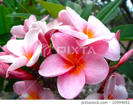 Hawaiian Plumeria 10994662