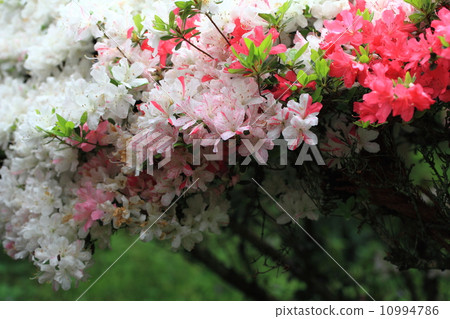 Kurume azalea 10994786