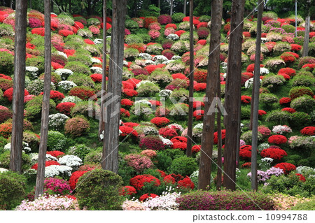Azalea of Yingji Temple 10994788
