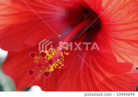 Hibiscus 10994844