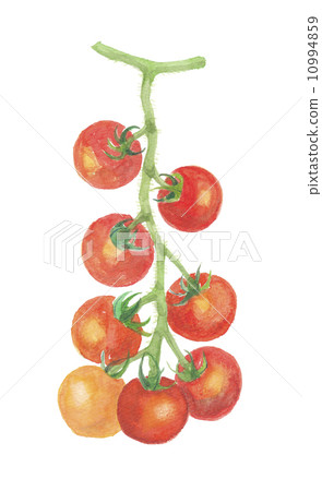  Mini Tomato 10994859