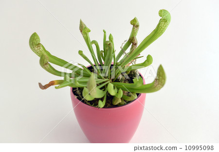 Carnivorous plant 10995098