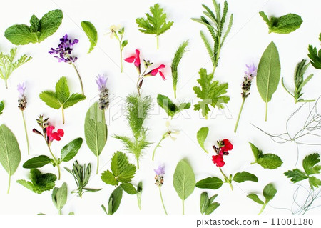 Herbs Herbs 11001180