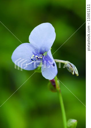 Purple flower 11001211