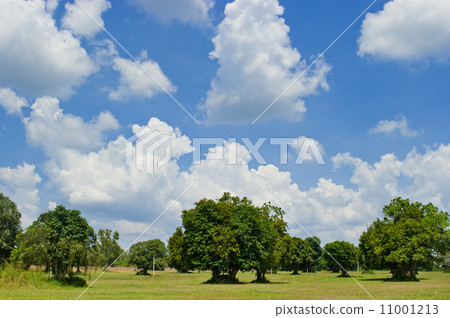 Field,tree and blue sky 11001213