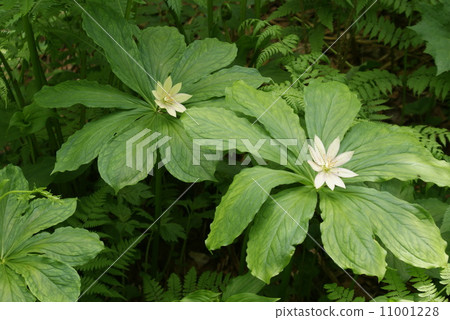 Quinogassau Quinogassau 11001228