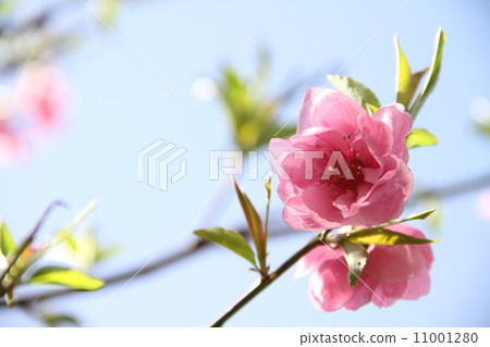 桃花 桃花 11001280
