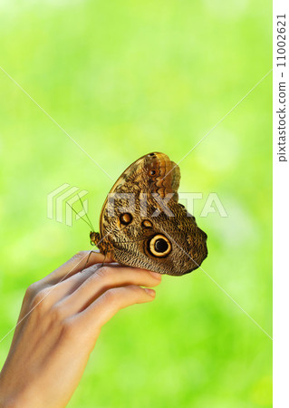 butterfly on a female hand butterfly on a female hand 11002621